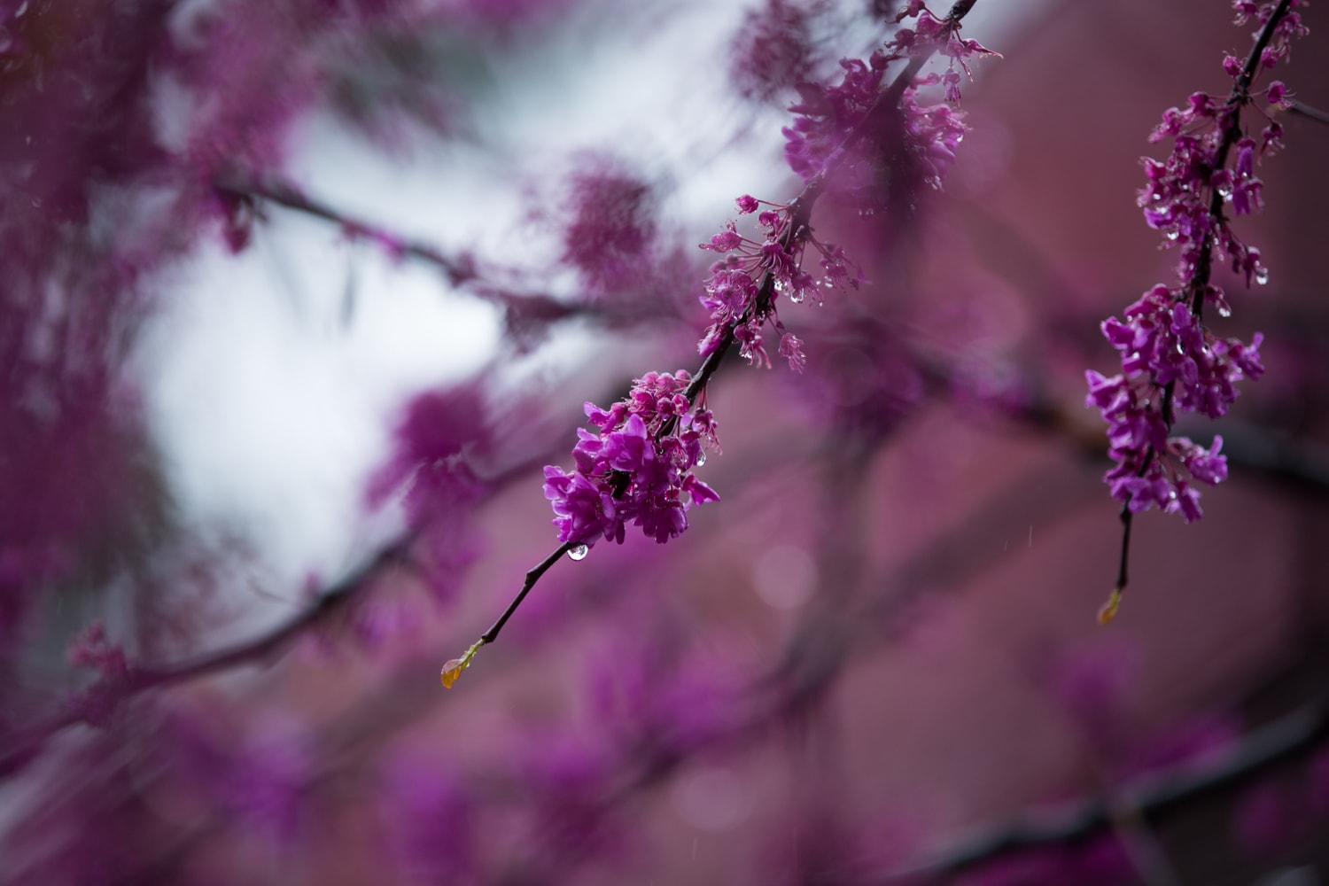 tree with purple leaf