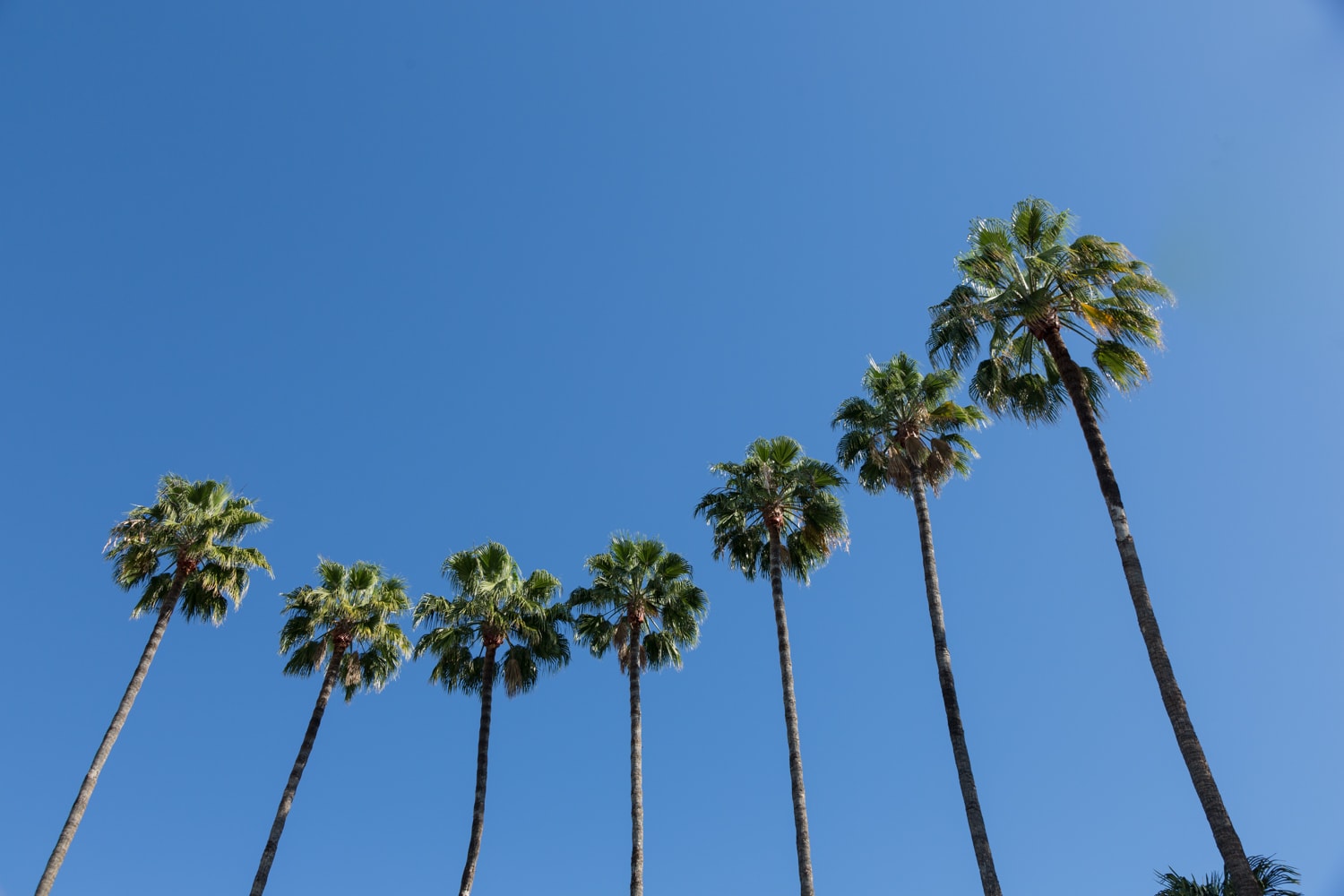 seven palm trees from apu east campus